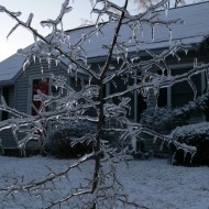 Poor little tree