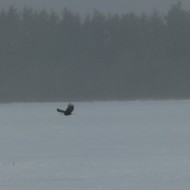 eagle_1