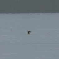 eagle_3