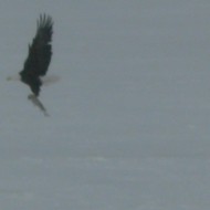 eagle_4