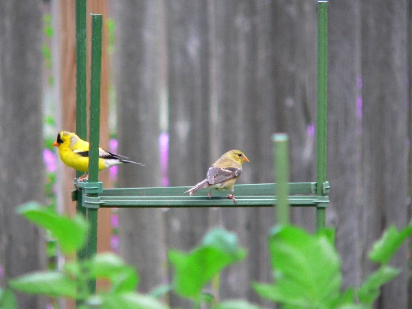 2 American Goldfinch 2 American Goldfinch
