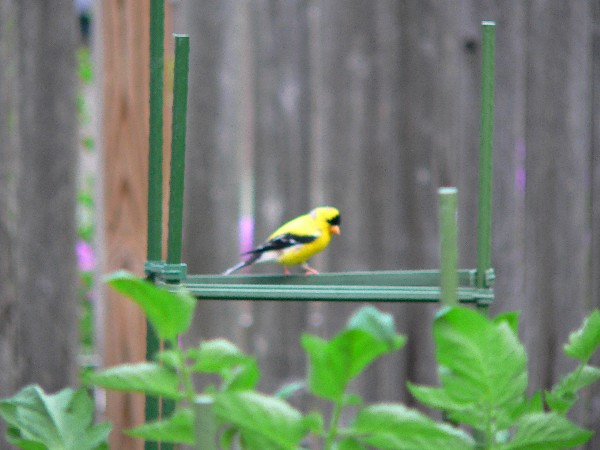 American Goldfinch American Goldfinch