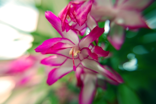 christmas cactus