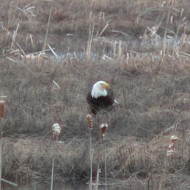 bald eagle snacking