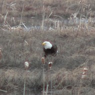 majestic eagle