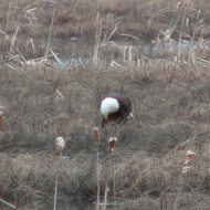 bald eagle