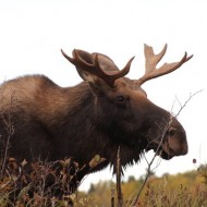 Christopher Moose