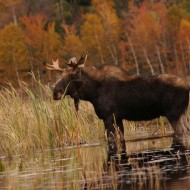 Majestic Moose