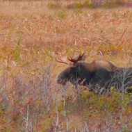 Tupper Lake Moose from afar